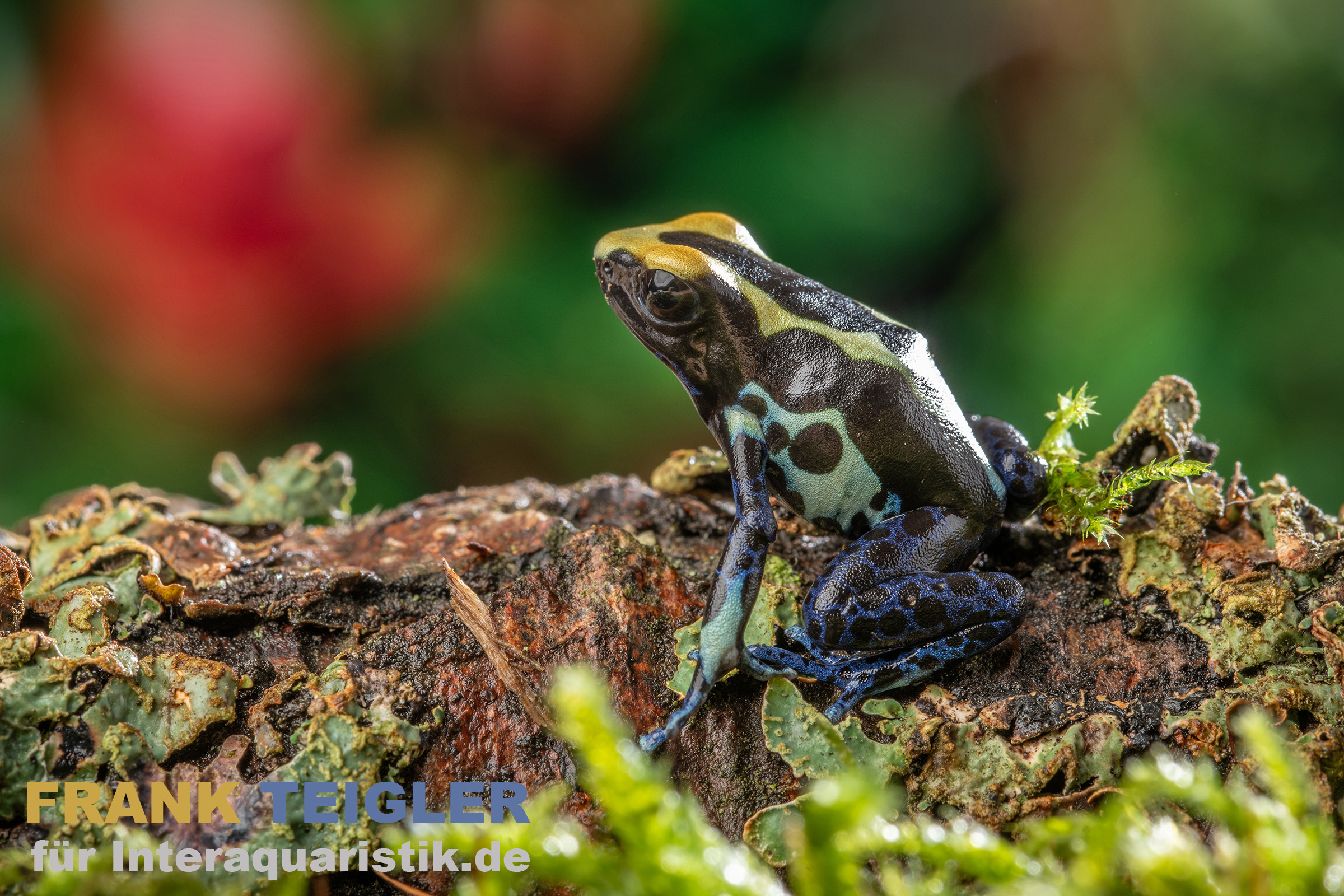 Natascha Färberfrosch, Dendrobates tinctorius Natascha